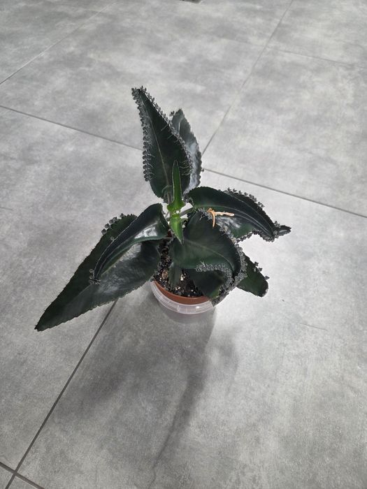 Żyworódka roślina