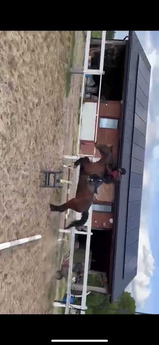 Piękna klacz profesor idealna dla dzieci jak i zaawansowane SP