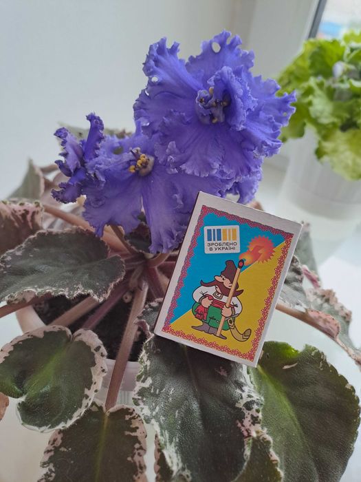 Фіалка ЕК-Морячка Reining beauty (cпорт) ЕК-Морской волк Аэлита (Морев