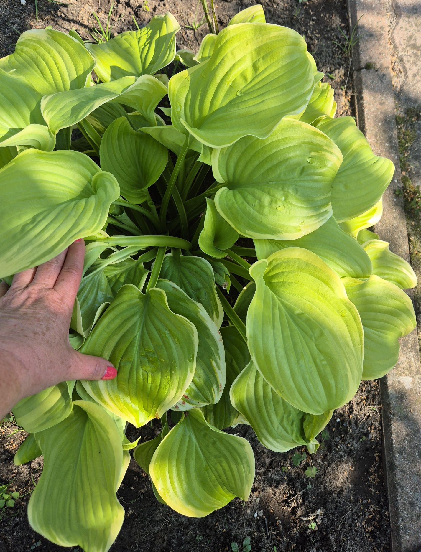 Funkia Hosta Guacemole