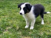 Szczeniak Border Collie