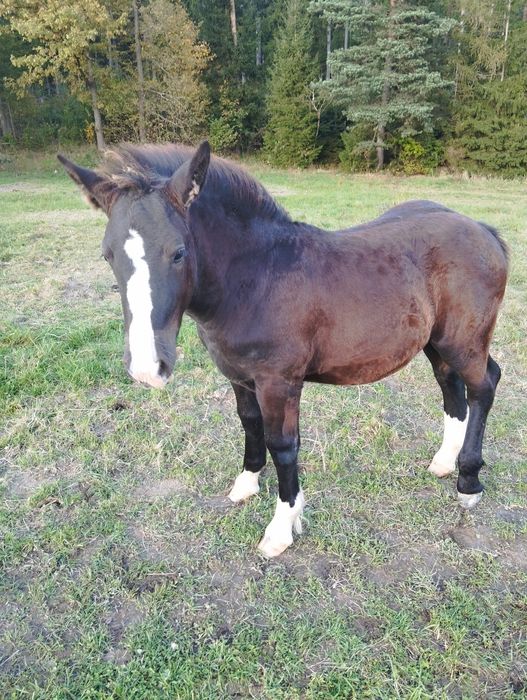 Sprzedam ogierka zimnokrwistego