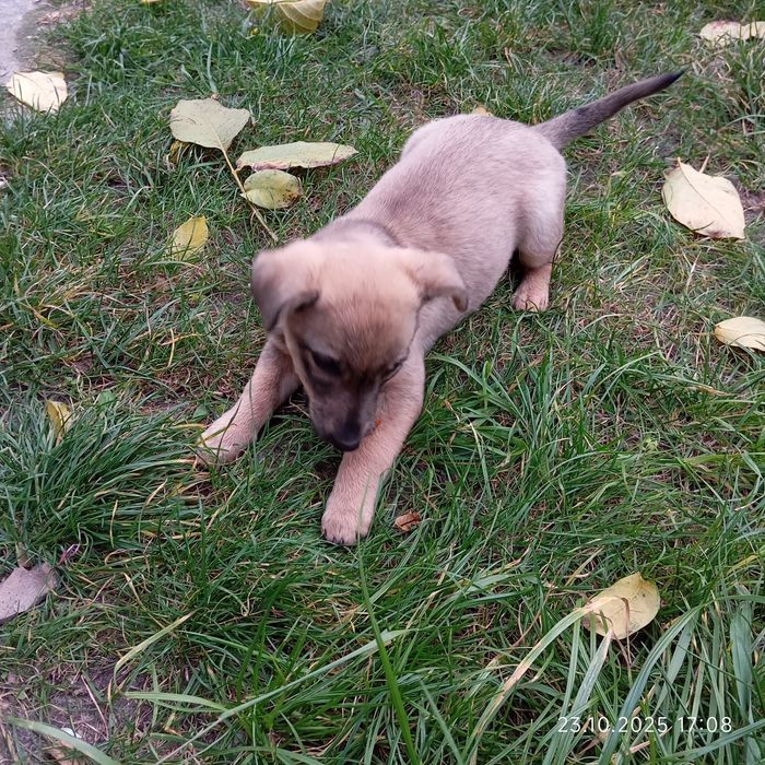 Віддамо в добрі руки