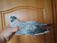 Swift Egipski, Jerzyk Otati Samiec
