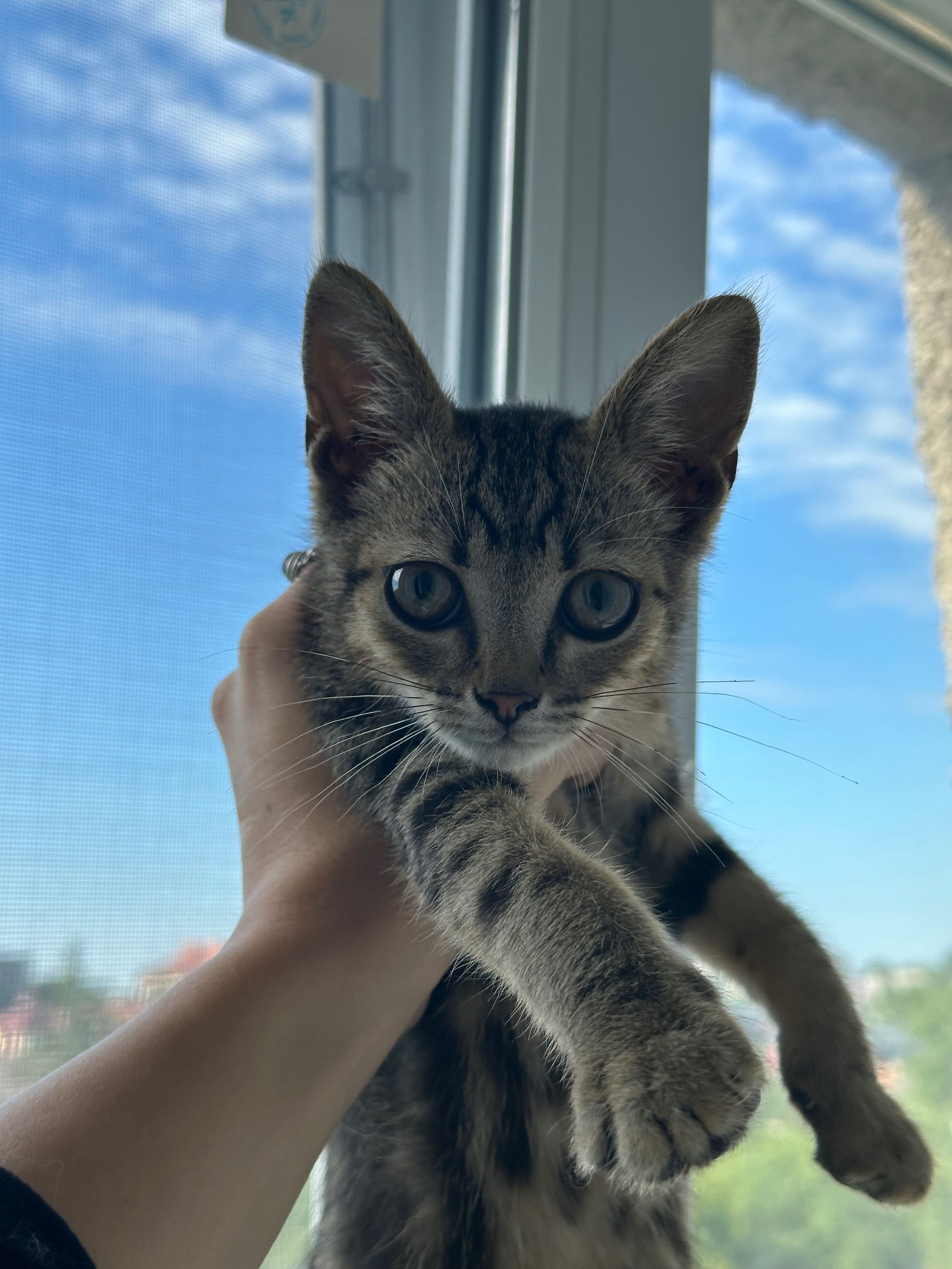 БЕЗКОШТОВНО, киця, кошеня, мачка