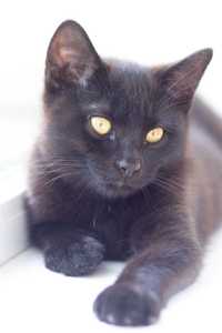 Черный котенок, мальчик, 3 мес. Мама — Британец. Чорне кошеня, хлопчик