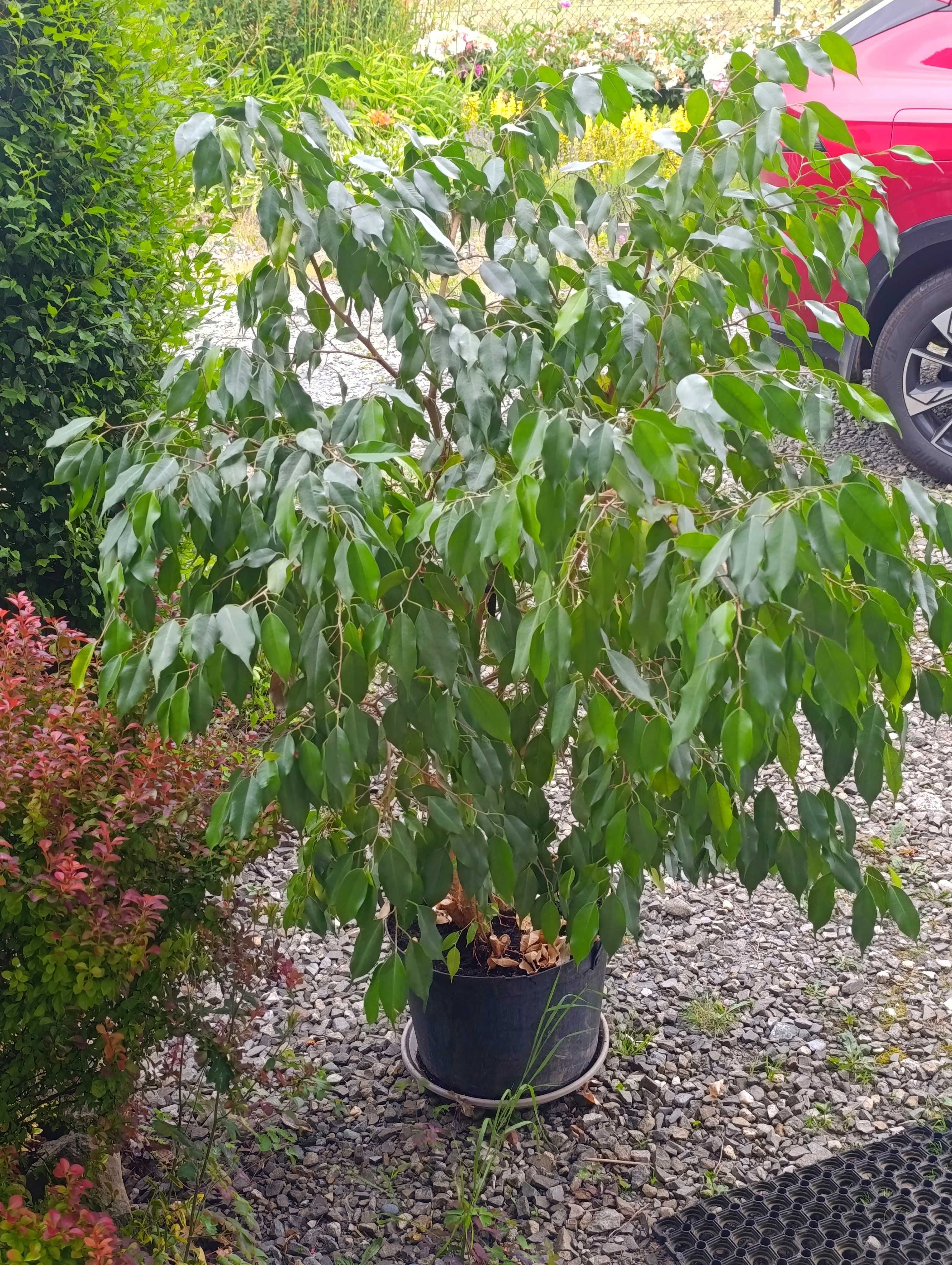 Fikus benjamina wysokość około 150 cm