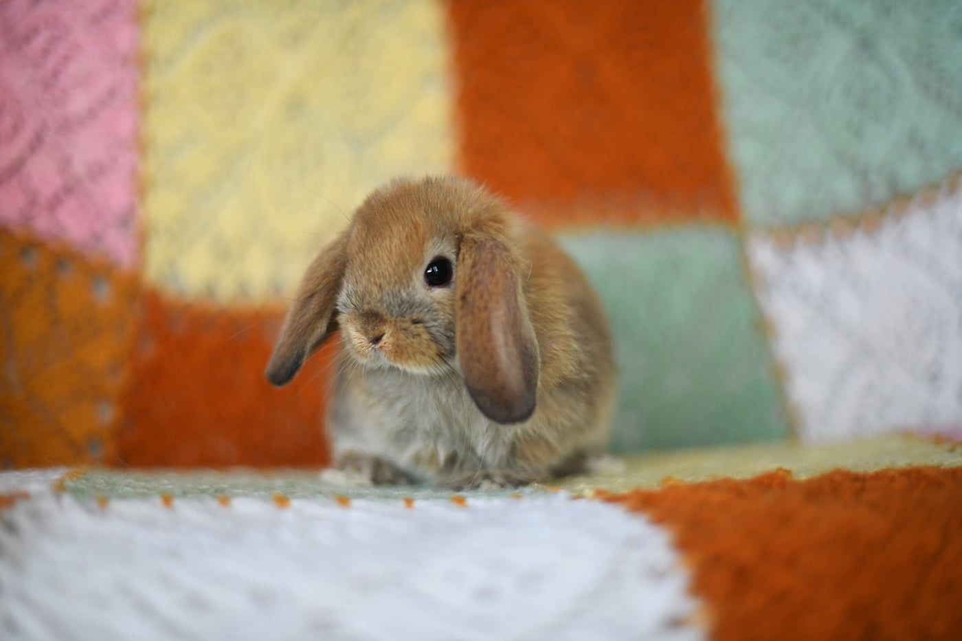 Mini lop Baranek karzełek