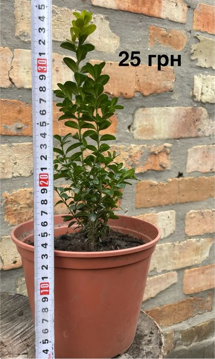 Рослини в горщиках