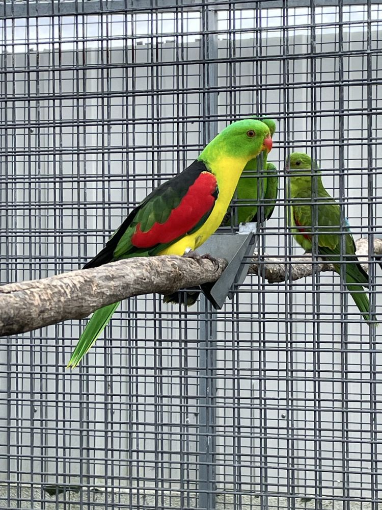 Casal red winged diluido x portadora 2015