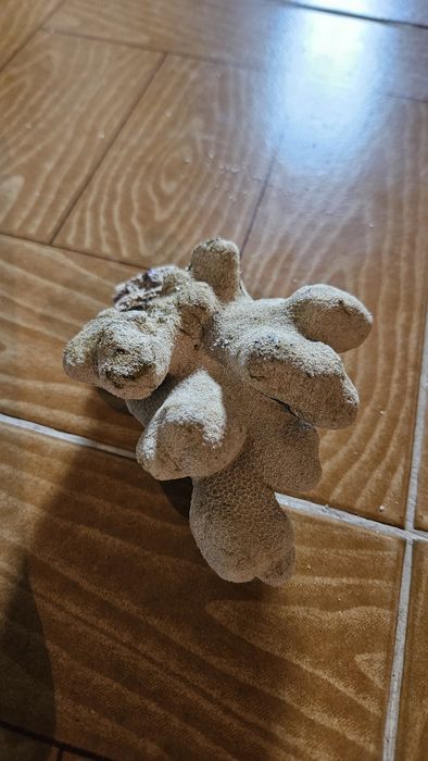 Rocha Coral para decoração de Aquário