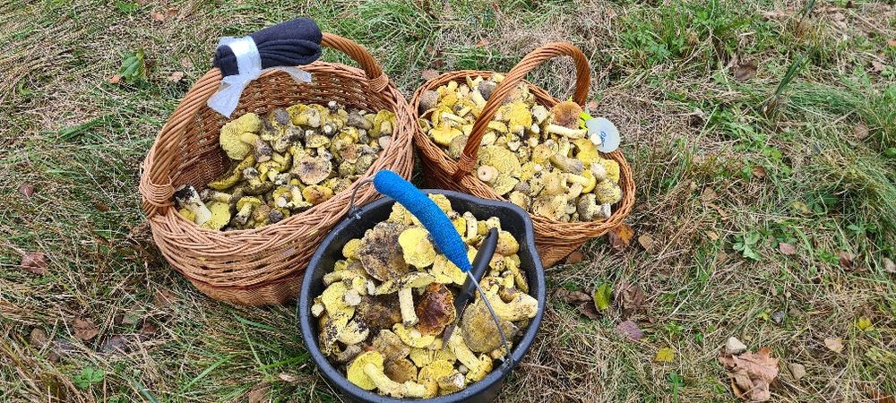 Grzyby zielonki świerze