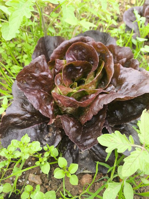 Alfaces verdes e roxas