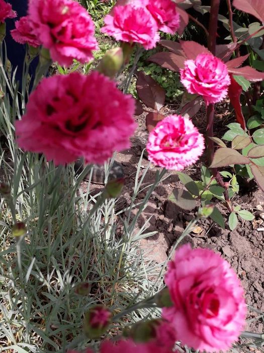 Продам гвоздику, колокольчик, Пижму Гарадянова, Энотеру Миссурийскую