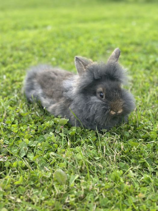 Декоративні кролики