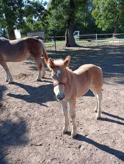 Ogier Sokólski-zimnokrwisty