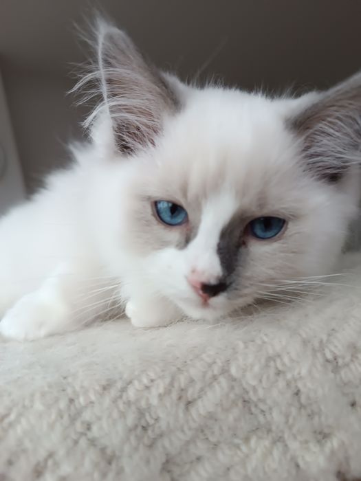 Kocurek Ragdoll blue mitted z legalnej hodowli