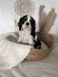 Cavalier King Charles