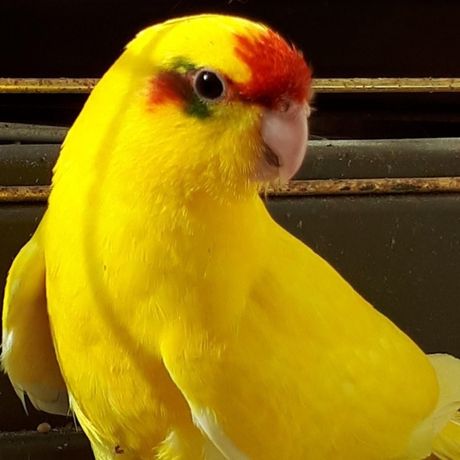 Какарик Супер ЦЕНА! самые Ручные забавные попугаи Какарики