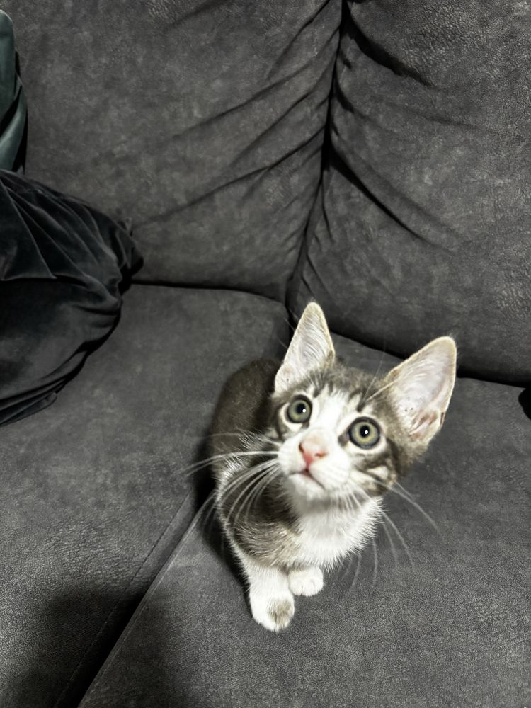 Gata femia filhote