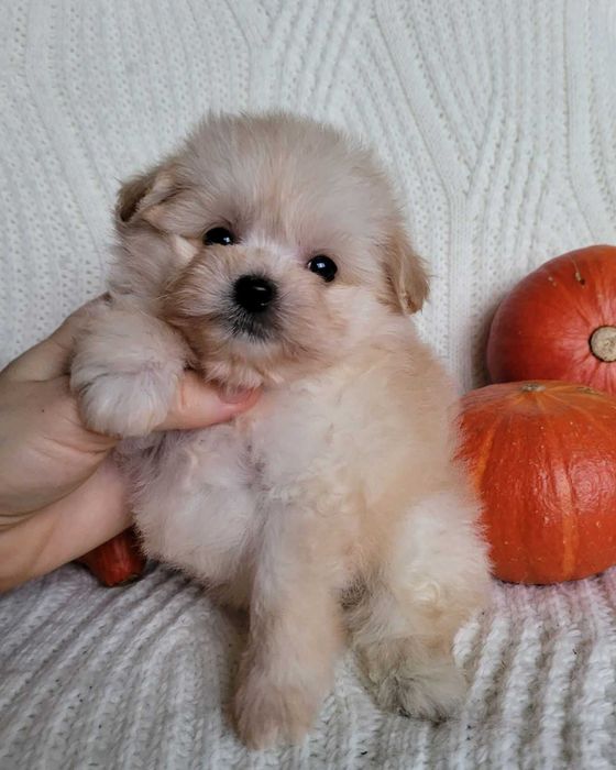 Наче іграшковий ведмедик) Дизайнерська mini pomapoo дівчинка з Києва