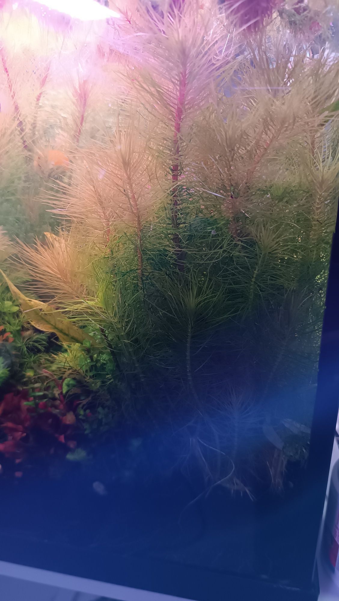 Planta para aquário