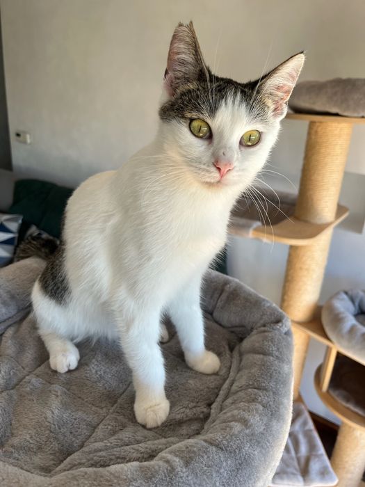 Tosia, która prawie umarła szuka domu