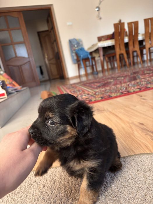 Pieski 1 piesek 3 suczki