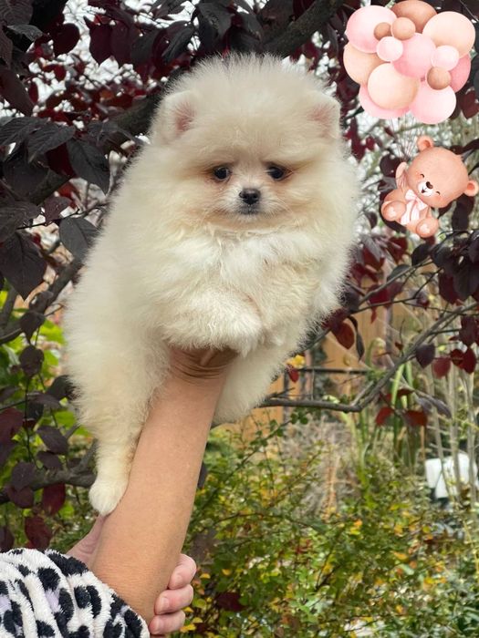 Невероятные малыши померанский шпиц