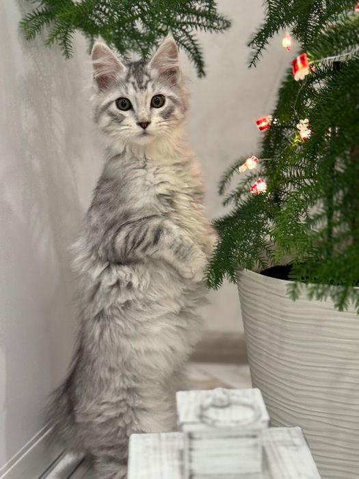 Кошенята Мейн кун