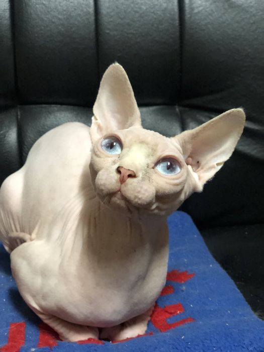 Канадский сфинкс кошка