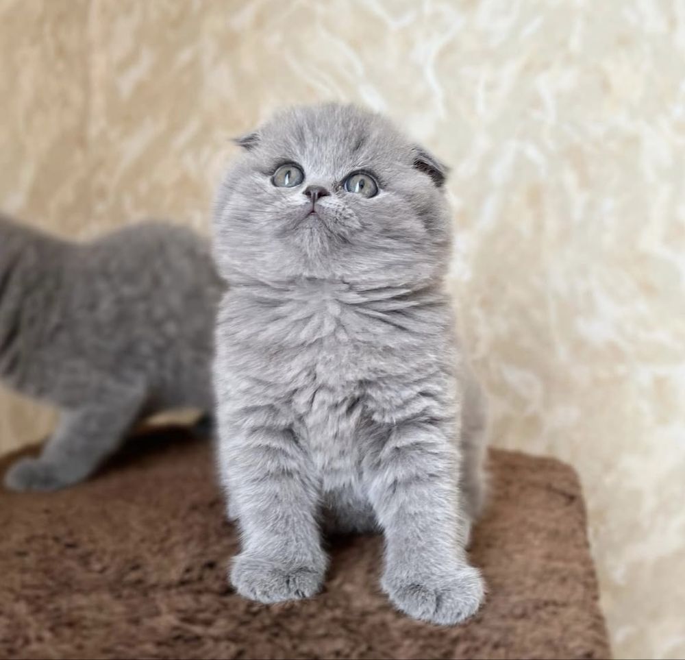 Очень очень красивый котик