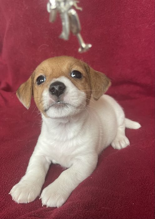 Цуценя Джек Рассел терʼєр. Дівчинка