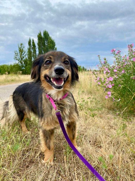 MIŚKA suczka adopcja schronisko spokojna starsza sunia