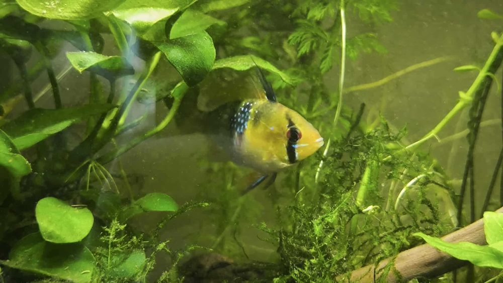 Pielęgniczki Ramireza na wymianę