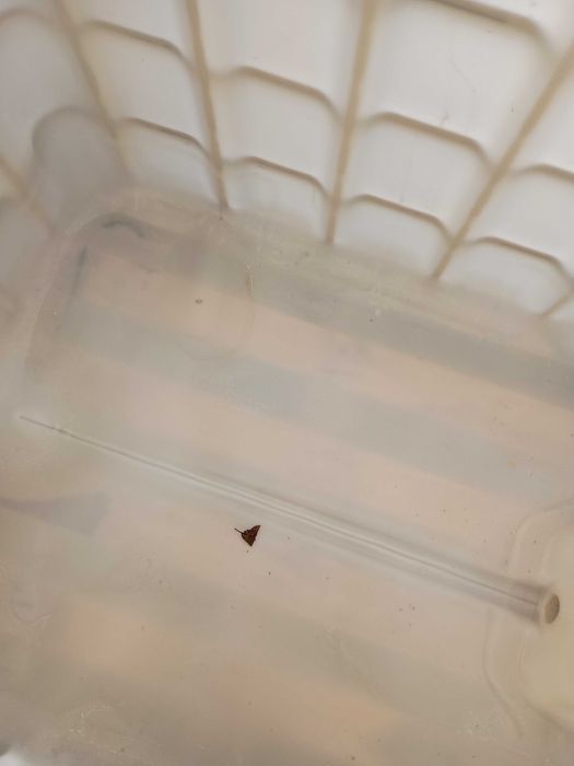 Sprzedam mauzera 10000 litrów