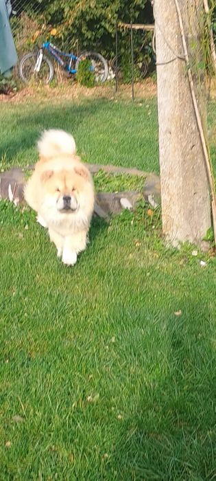 Pies chow chow *reproduktor*
