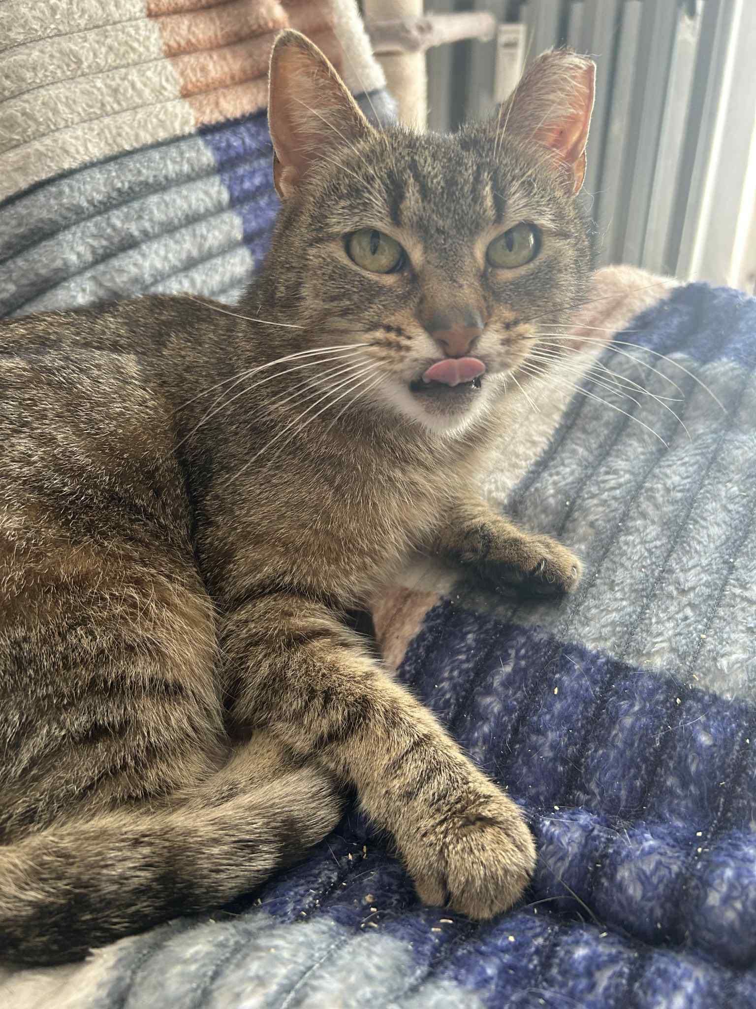 Pyza - śliczna, filigranowa bura kotka szuka domu. Nie kupuj adoptuj!