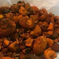 GALLSTONES DE VACA DE BOI estão disponíveis para venda