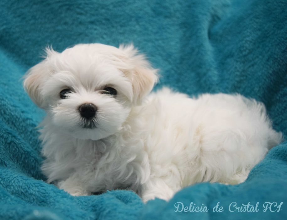 Maltańczyk szczeniaczek ZKWP