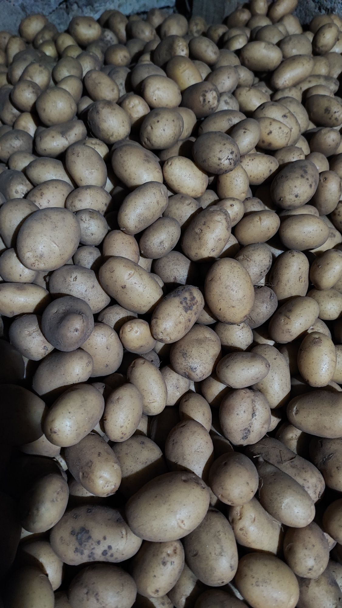 Batata Nova 13€/20Kg