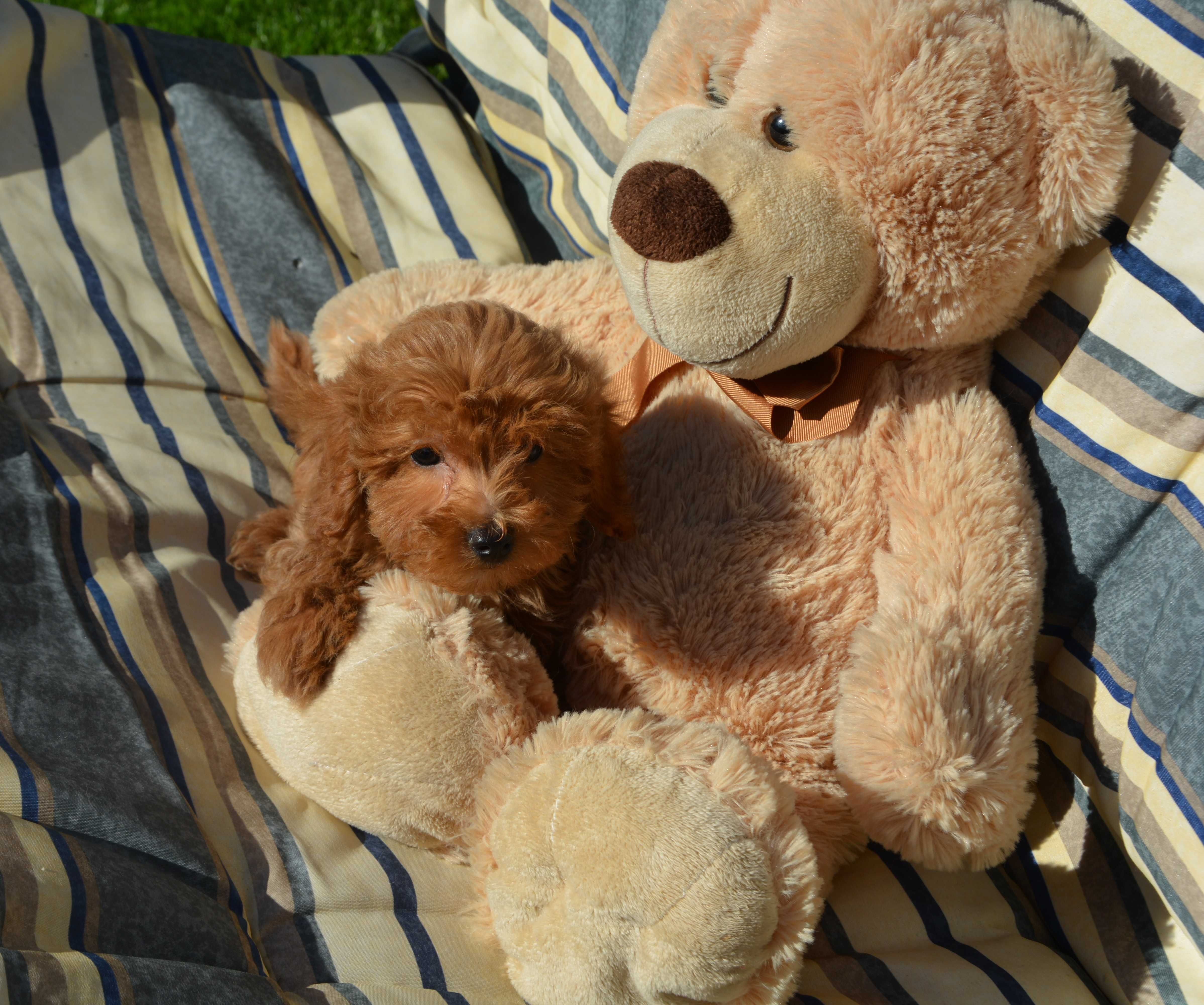 Piesek Maltipoo F1B Hodowla Centopia Warszawa