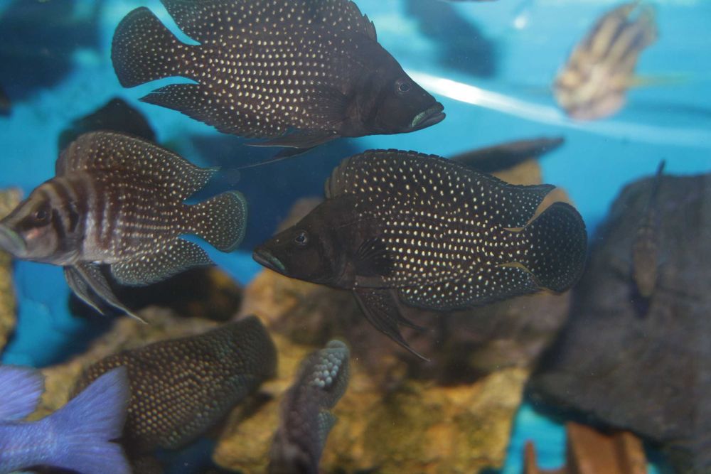 altolamprologus calvus black pectoral