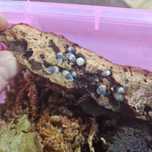 Isopody Cubaris Panda King