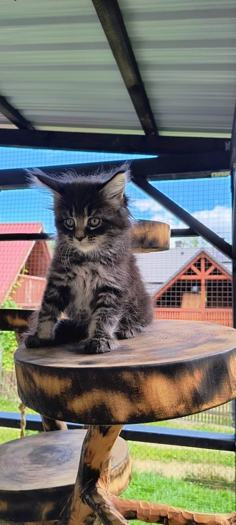 Czarna klasyczna koteczka Molly