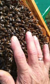 Pszczoły sprzedam