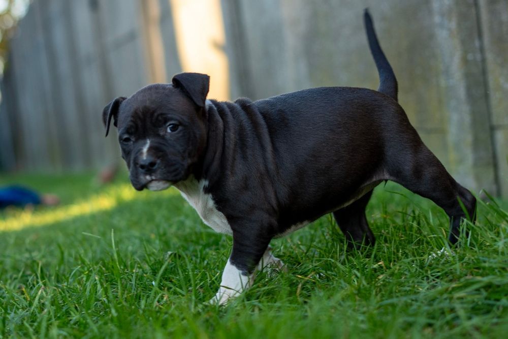 American Staffordshire terrier Zkwp FCI Amstaff