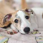 Suczka whippet szczeniak
