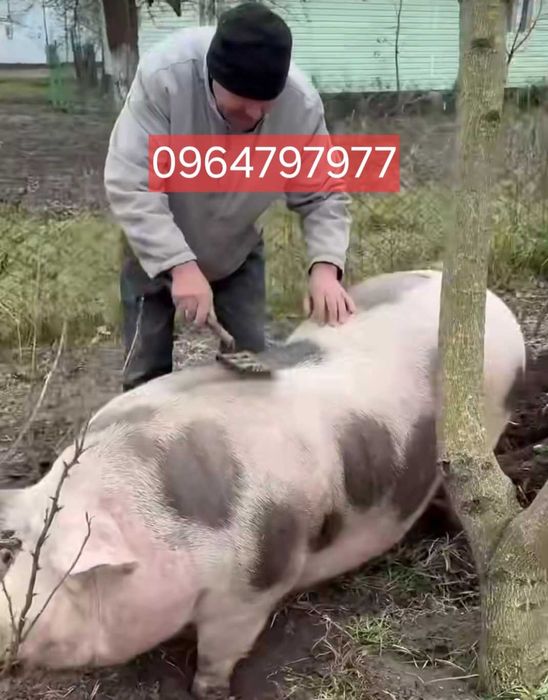 Свинина напродаж