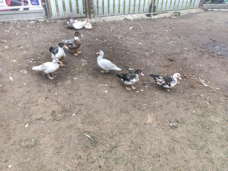 Sprzedam kaczki staropolskie